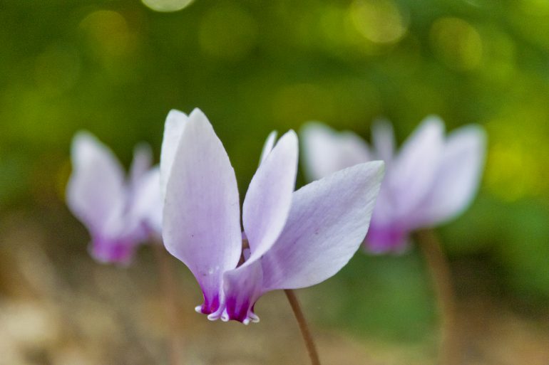 Flowers in Rome